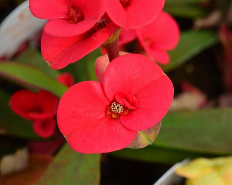 Euphorbia milii Mini 'Eos' - Crown of Thorns from Hillcrest Nursery