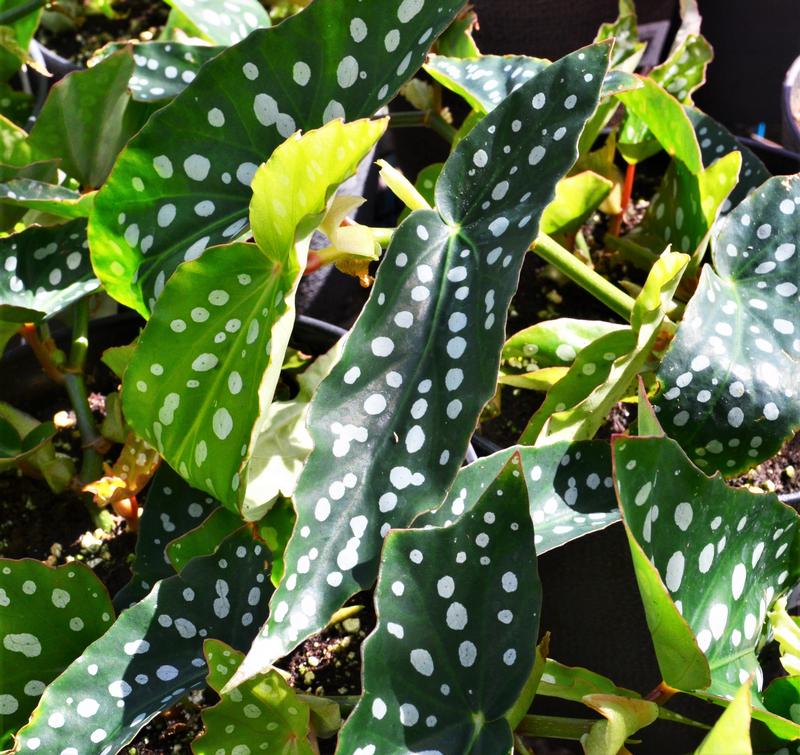 Begonia coccinea Angel Wing 'My Special Angel' - Begonia Angel Wing from Hillcrest Nursery