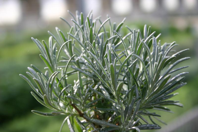 Lavandula x intermedia 'Bridget Chloe' - Lavender - Cellpack from Hillcrest Nursery