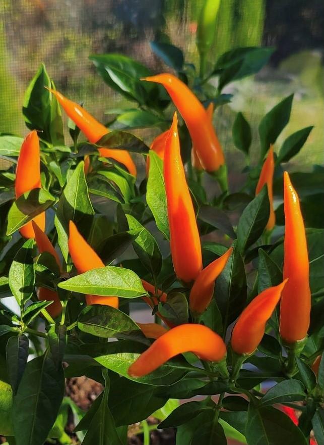 Capsicum annuum 'Santos Orange' - Ornamental Pepper Santos Orange from Hillcrest Nursery