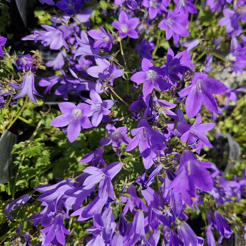Campanula portenschlagiana Clockwise 'Compact Deep Blue' - Bellflower from Hillcrest Nursery