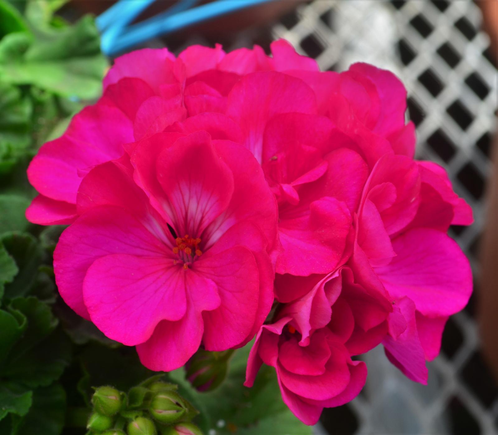 Pelargonium hortorum Dynamo 'Purple' - Geranium from Hillcrest Nursery