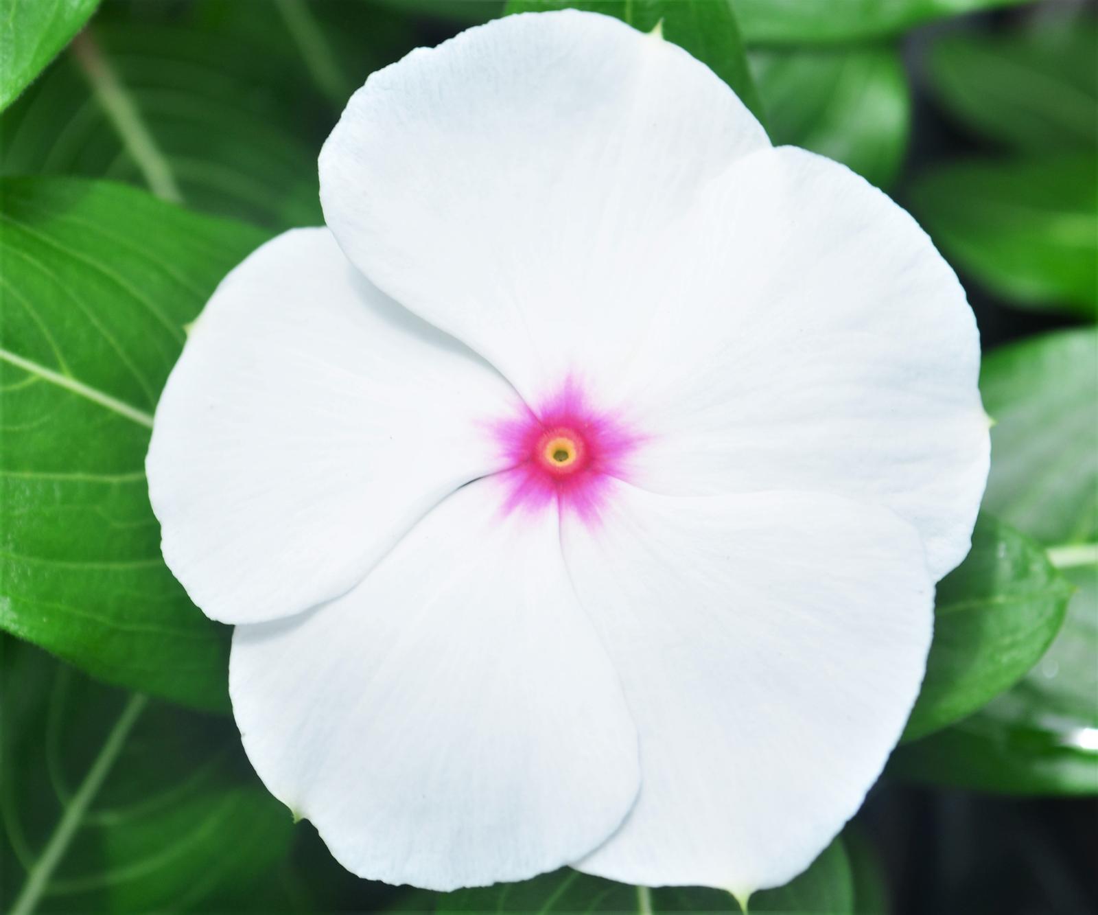 Catharanthus roseus Cora XDR 'Polka Dot' - Vinca from Hillcrest Nursery