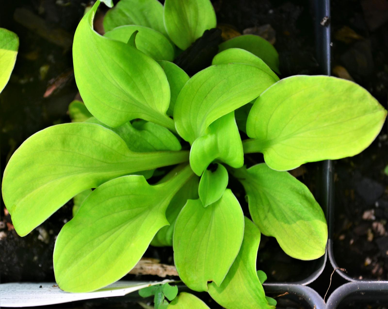 Hosta 'Sun Mouse' - Plantain Lily from Hillcrest Nursery