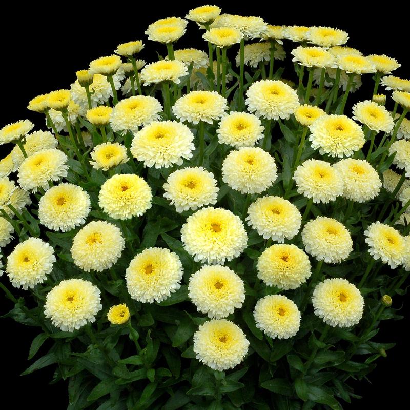 Leucanthemum 'Luna' - Leucanthemum Luna from Hillcrest Nursery
