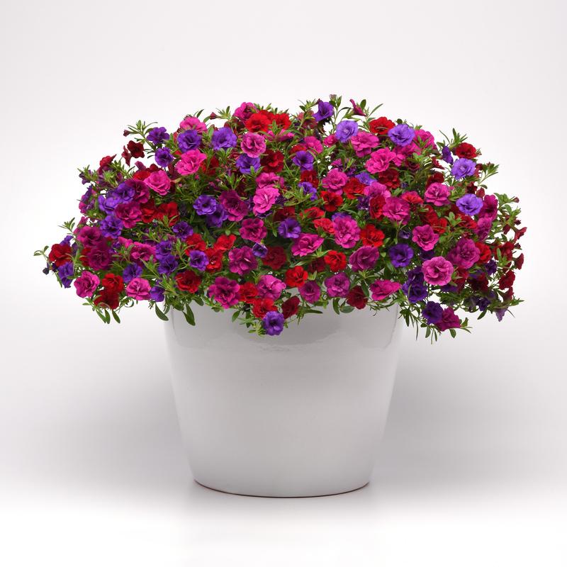 Combo Trixi Mini Famous 'Twice as Nice' - Twice as Nice from Hillcrest Nursery