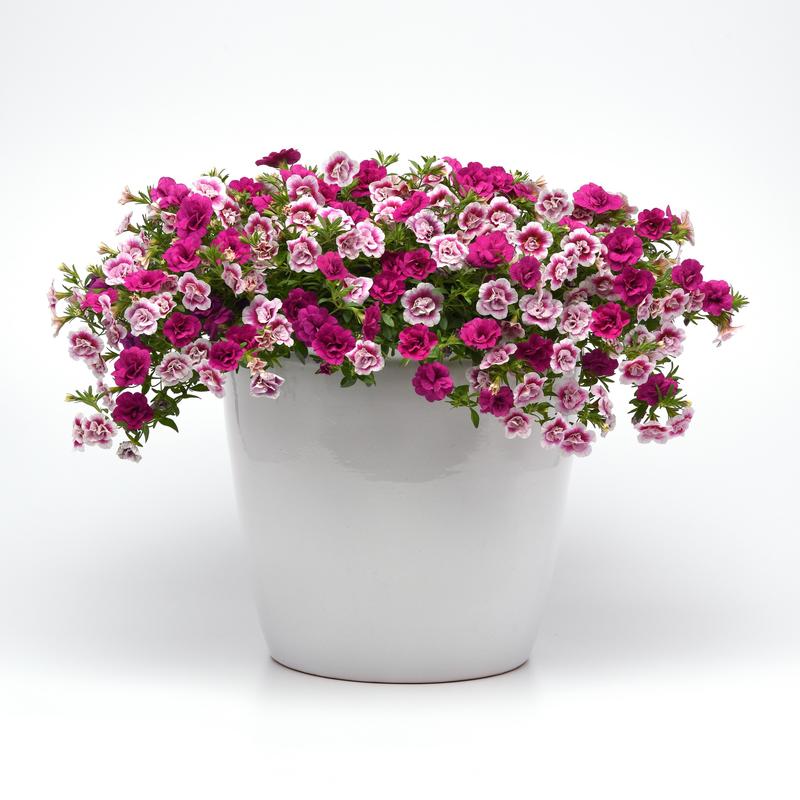 Combo Trixi Mini Famous 'Two to Tango' - Trixi Two to Tango from Hillcrest Nursery