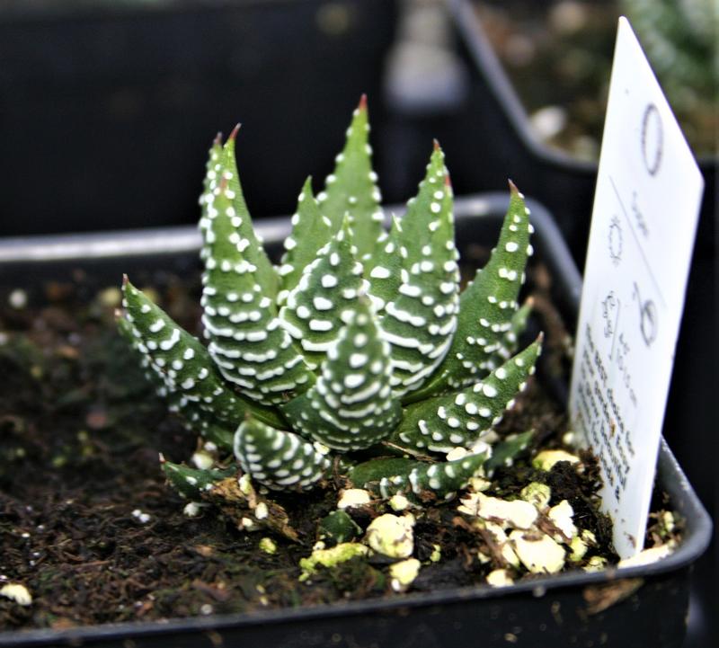 Haworthia 'fasciata' - Haworthia fasciata from Hillcrest Nursery