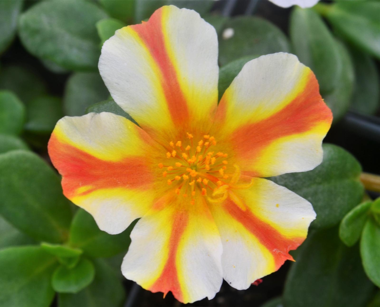 Portulaca oleracea Cupcakes 'Orange Touch' - Portulaca from Hillcrest Nursery