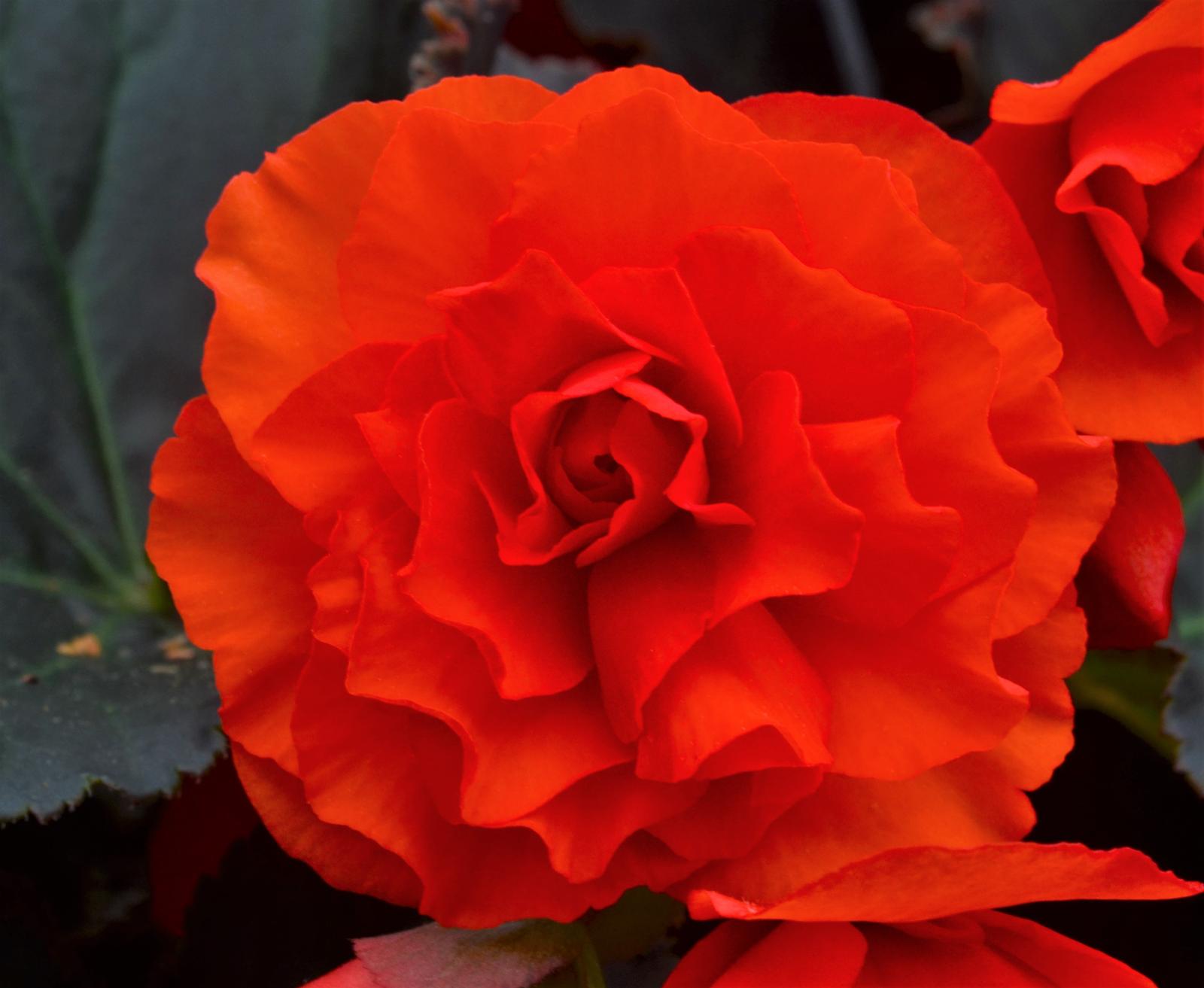 Begonia x hiemalis Solenia 'Chocolate Orange' - Begonia from Hillcrest Nursery
