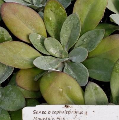 Senecio cephalophorus 'Mountain Fire' - Senecio Mountain Fire from Hillcrest Nursery