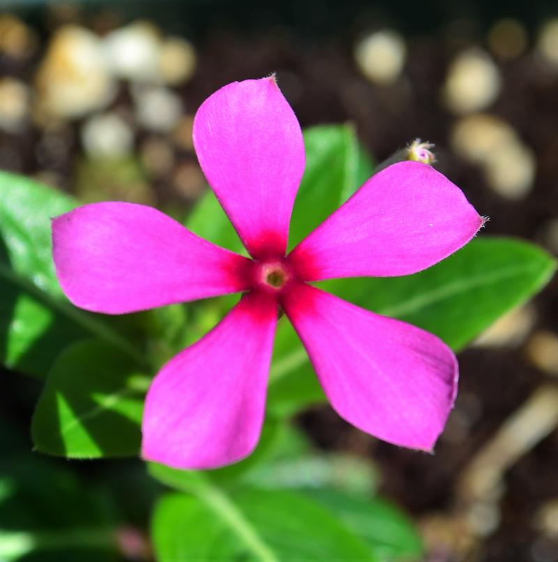 Catharanthus hybrid Soiree Kawaii 'Lavender' - Catharanthus from Hillcrest Nursery