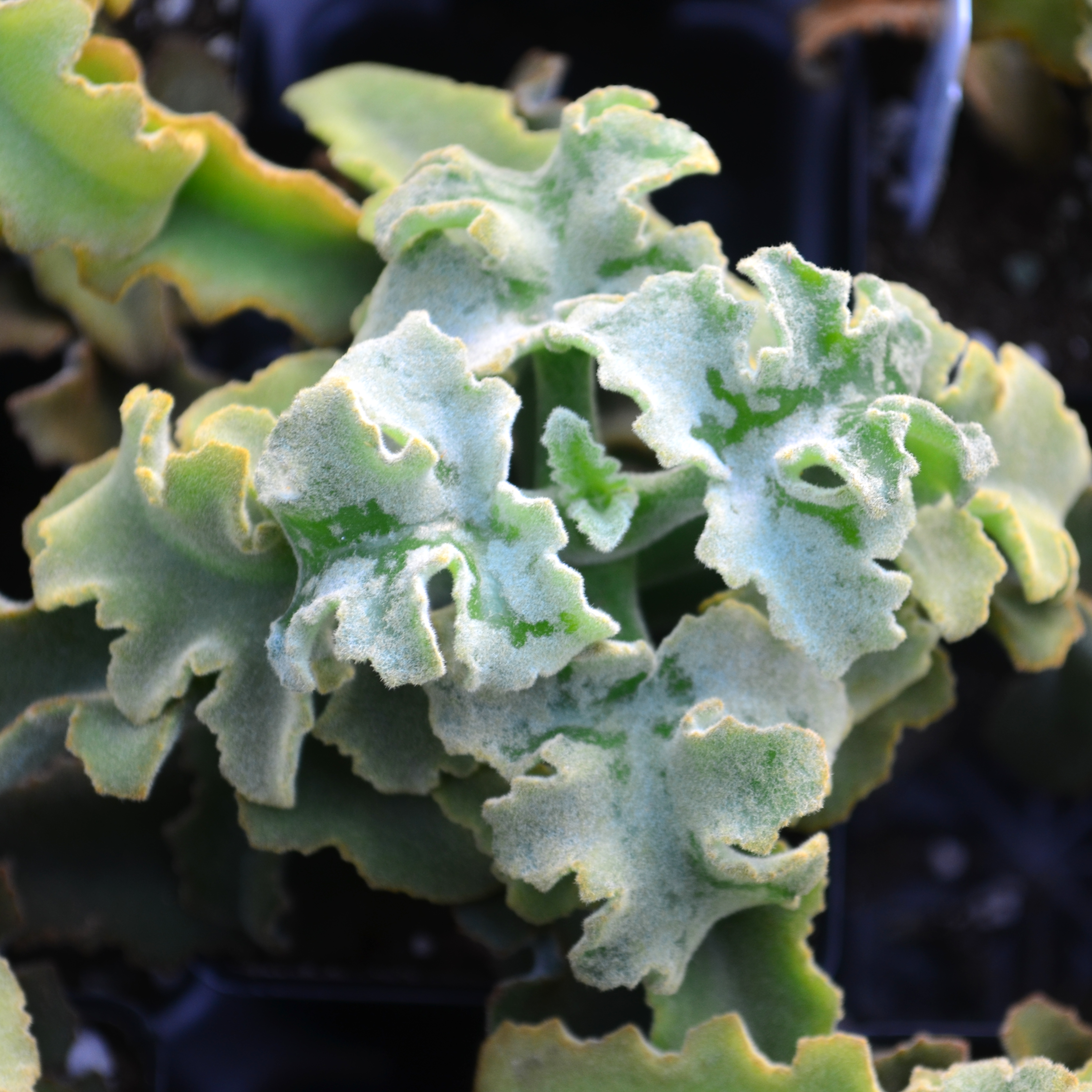 Kalanchoe beharensis 'Minima' - Kalanchoe from Hillcrest Nursery