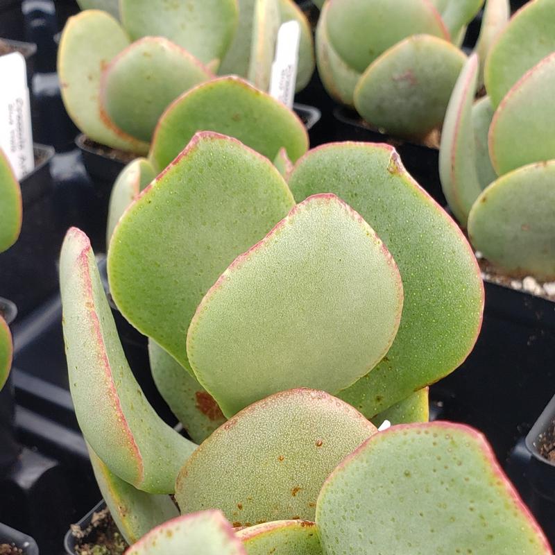 Crassula 'Blue Hale' - Crassula Blue Hale from Hillcrest Nursery