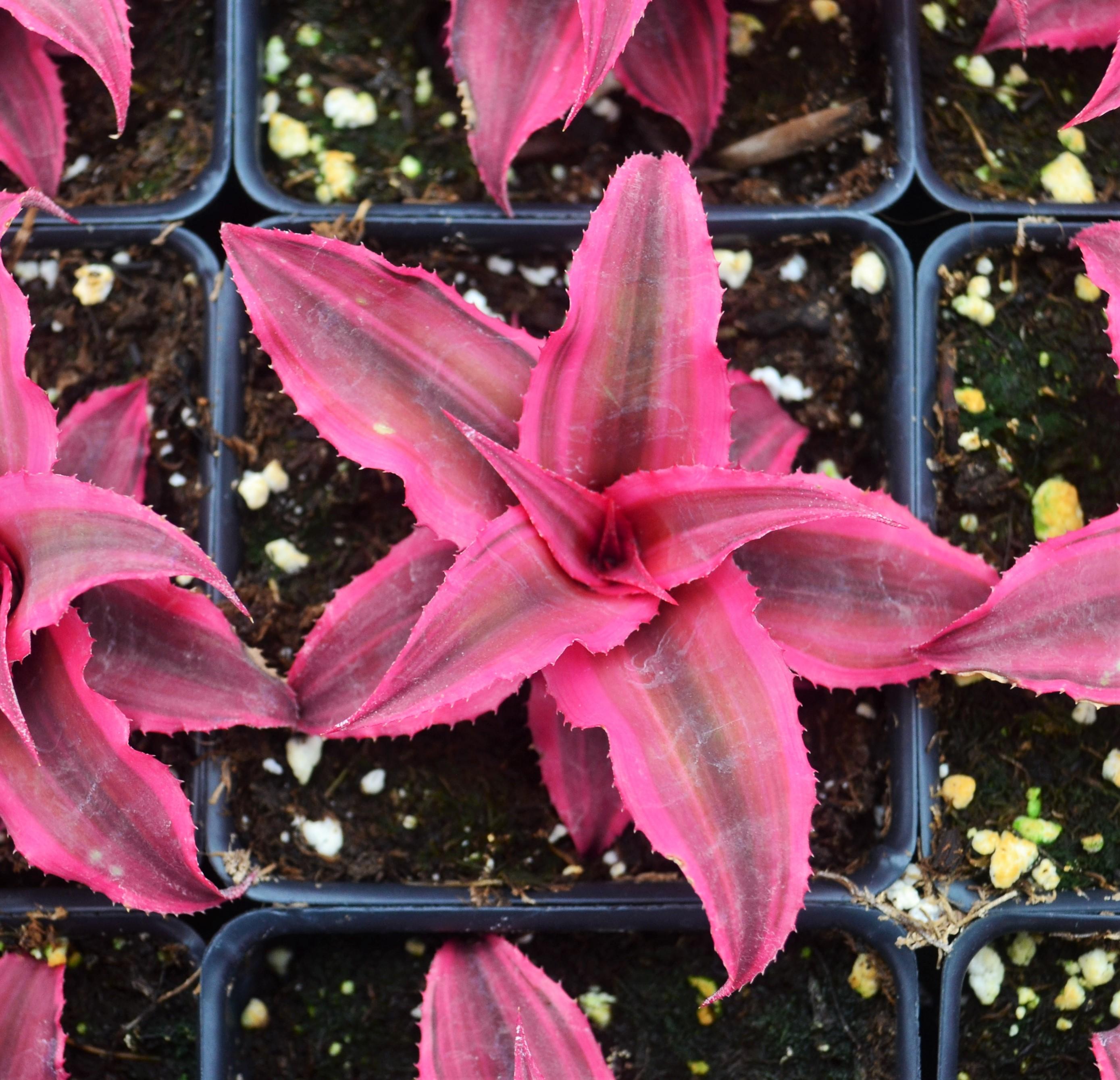Cryptanthus 'Rubin Star' - Earth Star from Hillcrest Nursery