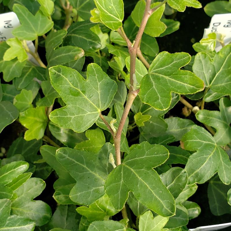 Hedera helix 'Duckfoot' - Ivy Duckfoot from Hillcrest Nursery