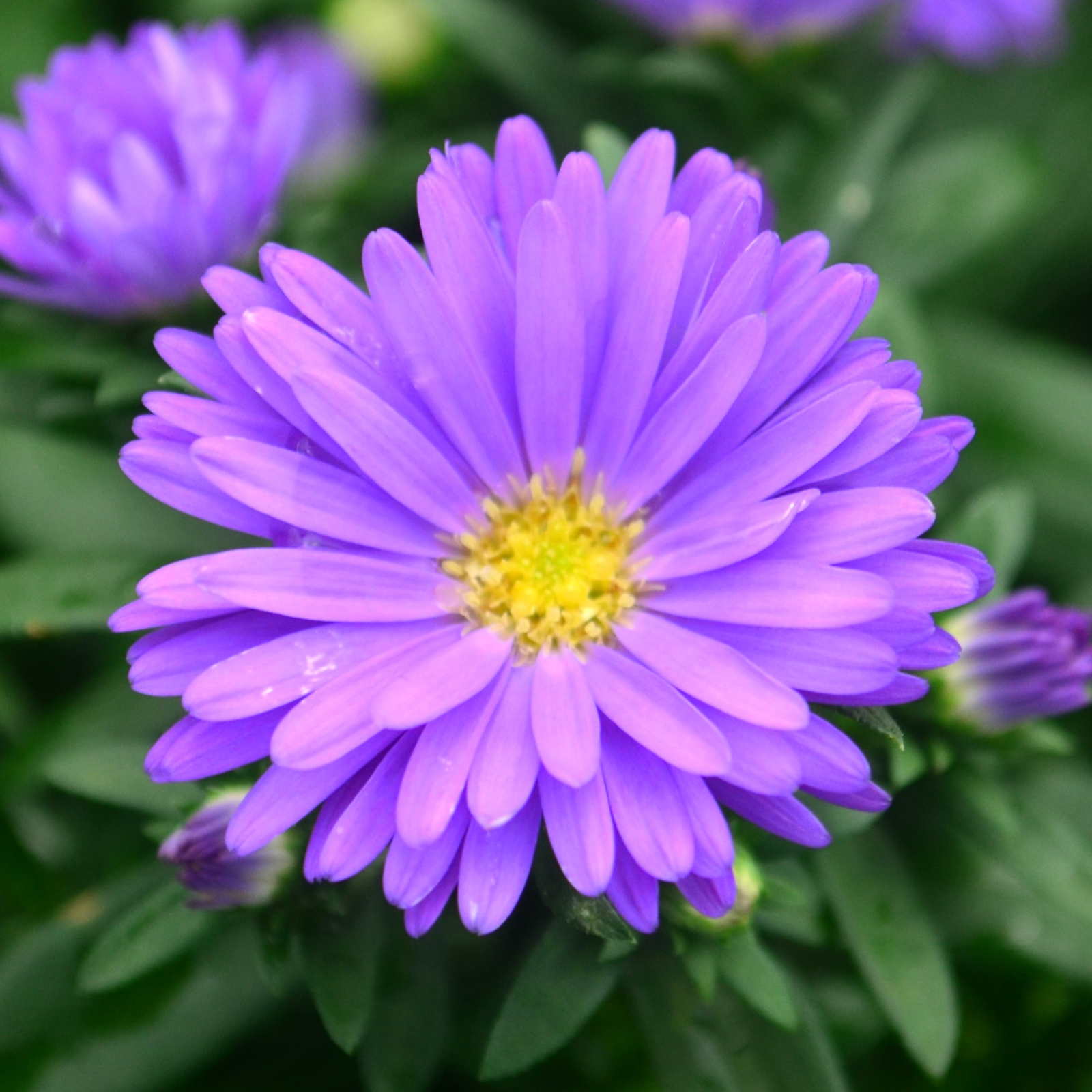 Aster novi-belgii 'Magic Purple' - Aster from Hillcrest Nursery