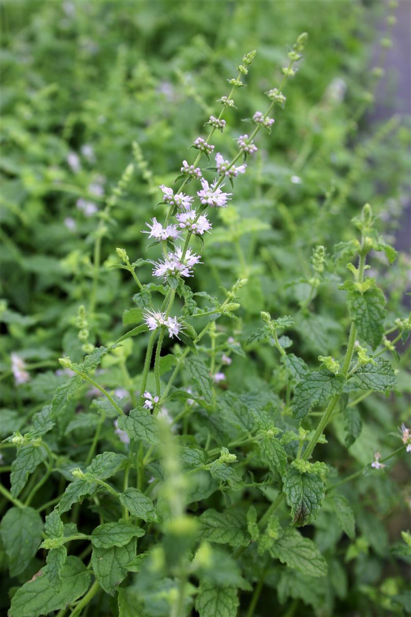 Mentha spicata 'Strawberry' - Mint Strawberry from Hillcrest Nursery