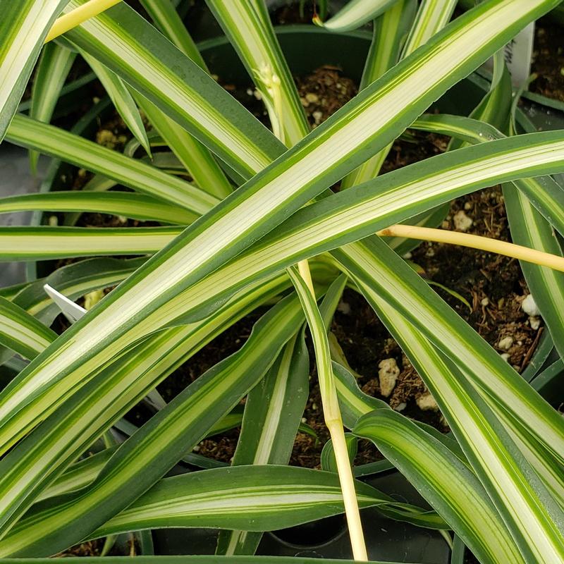Chlorophytum comosum 'Atlantic' - Spider Plant Atlantic from Hillcrest Nursery