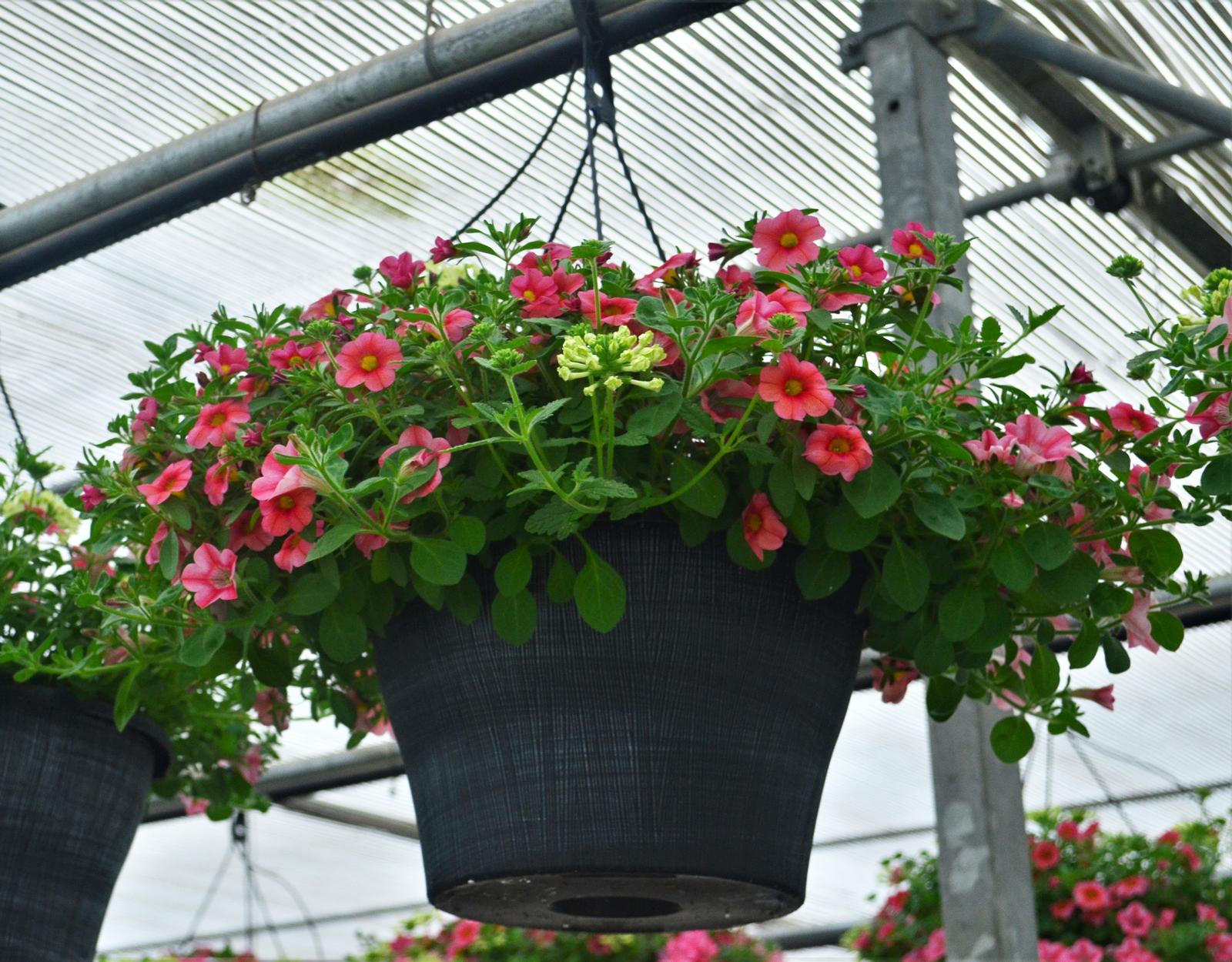 Combo Pot Kwik Kombo 'Coral Kisses' - Combo - Kwik Kombo from Hillcrest Nursery