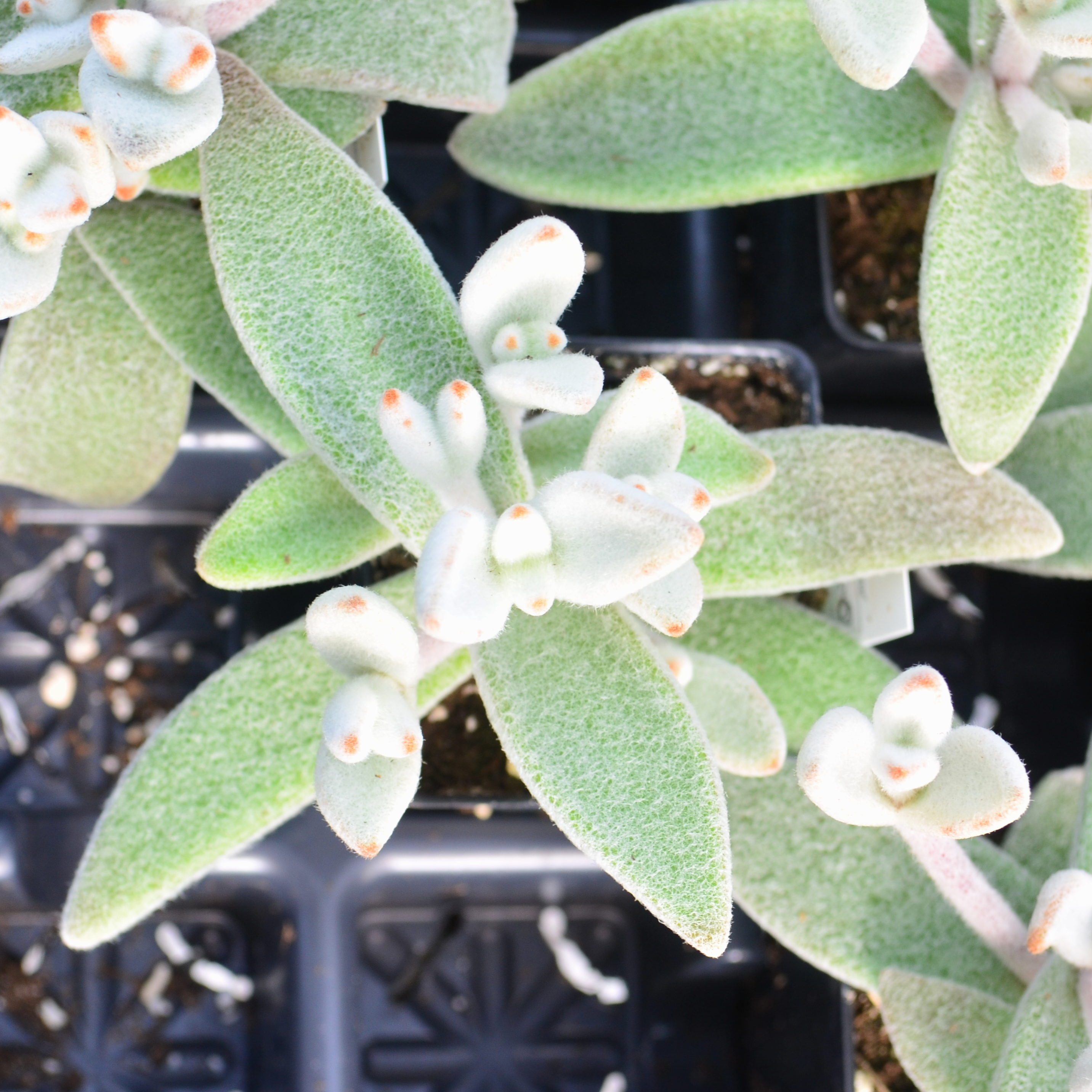 Kalanchoe eriophylla 'Polar Bear' - Kalanchoe from Hillcrest Nursery