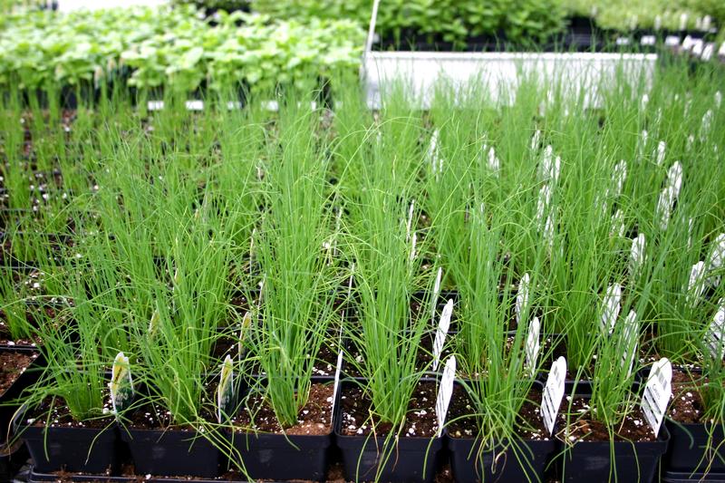 Allium schoenoprasum 'Chives' - Chives - Cellpack from Hillcrest Nursery