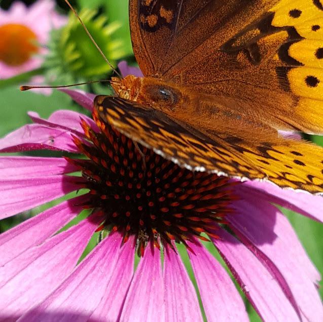 Echinacea angustifolia - Coneflower Purple - Cellpack from Hillcrest Nursery