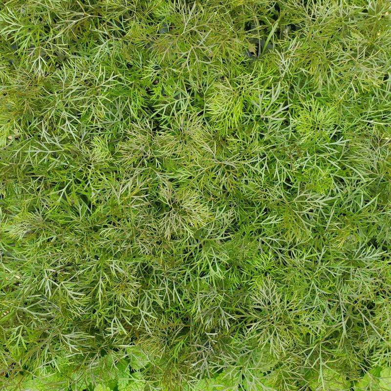 Foeniculum vulgare rubrum 'Bronze' - Fennel - Cellpack from Hillcrest Nursery