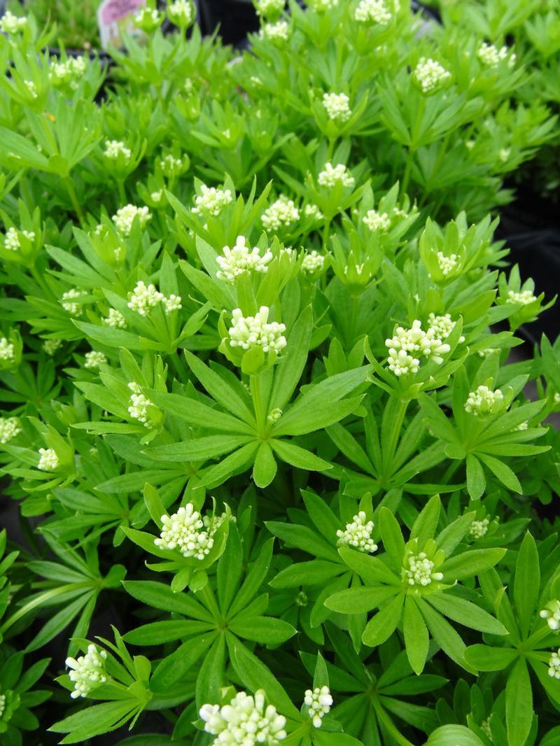 Galium odoratum 'Sweet' - Woodruff Sweet - Cellpack from Hillcrest Nursery