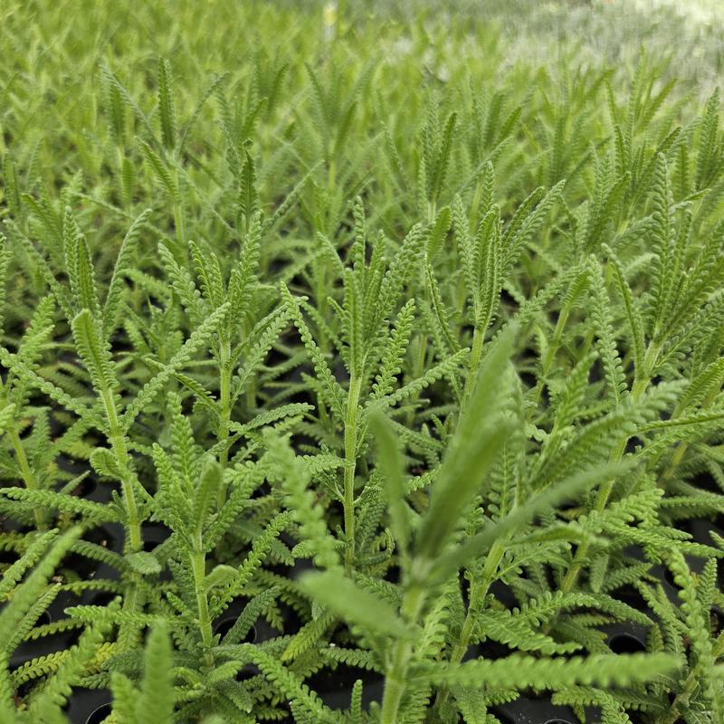 Lavandula dentata 'Fringed French' - Lavender - Cellpack from Hillcrest Nursery