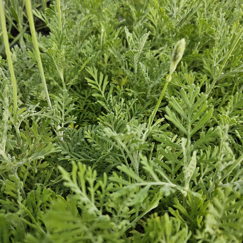 Lavandula multifida 'Fern Leaf' - Lavender - Cellpack from Hillcrest Nursery