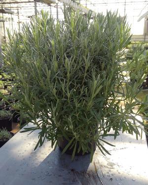 Lavandula x intermedia 'Dutch' - Lavender - Cellpack from Hillcrest Nursery