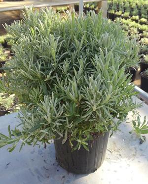 Lavandula x intermedia 'Fred Boutin' - Lavender - Cellpack from Hillcrest Nursery