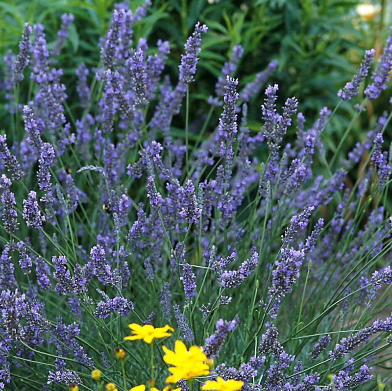 Lavandula x intermedia 'Grosso - Fat Spike' - Lavender - Cellpack from Hillcrest Nursery