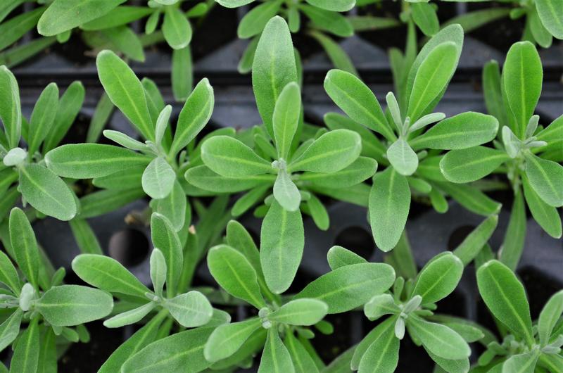 Lavandula x intermedia 'Provence' - Lavender - Cellpack from Hillcrest Nursery