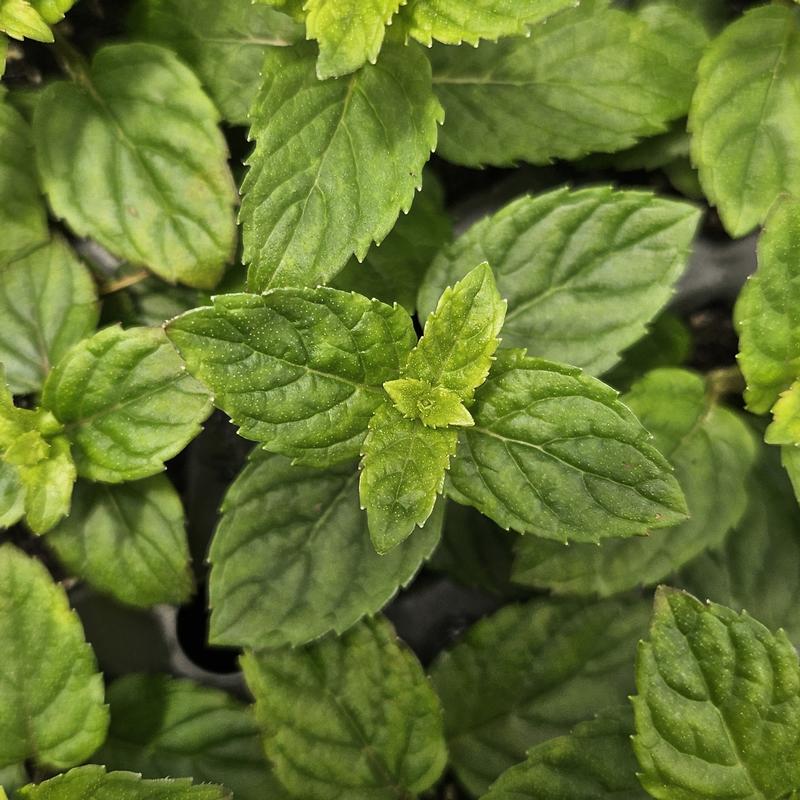 Mentha spicata 'Spearmint' - Mint - Cellpack from Hillcrest Nursery