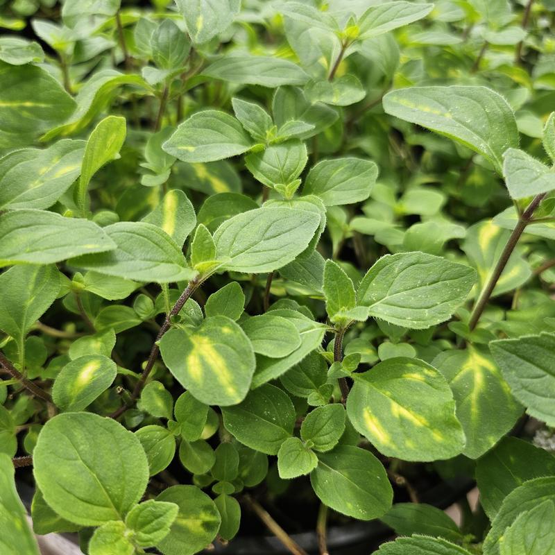 Mentha x gracilis 'Emerald and Gold' - Mint - Cellpack from Hillcrest Nursery