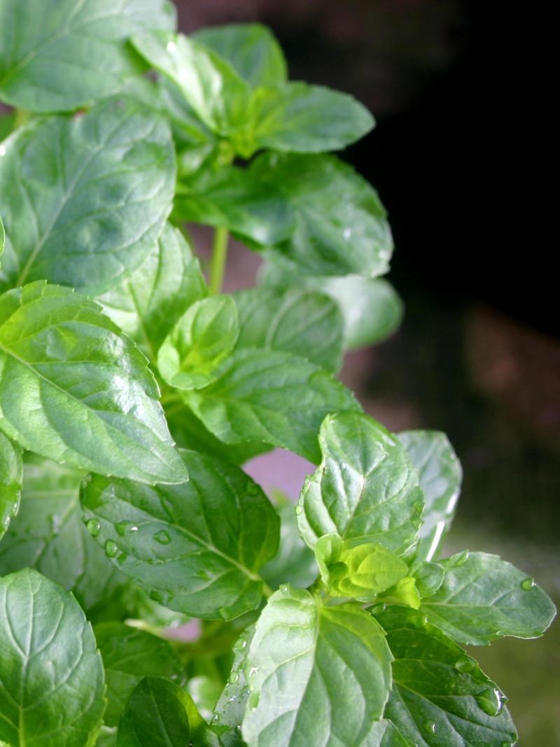Mentha x piperita 'Orange' - Mint - Cellpack from Hillcrest Nursery