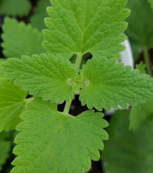 Nepeta cataria 'Catnip' - Catnip - Cellpack from Hillcrest Nursery