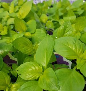 Ocimum O. basilicum x citriodorum 'Lemon' - Basil - Cellpack from Hillcrest Nursery