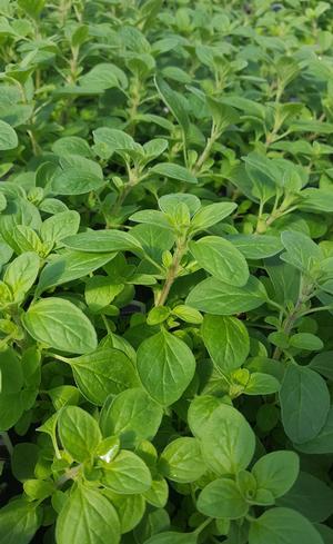 Origanum majorana 'Marjoram Sweet' - Marjoram - Cellpack from Hillcrest Nursery