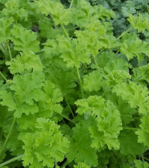 Pelargonium 'Concolor Lace' - Geranium Scented - Cellpack from Hillcrest Nursery