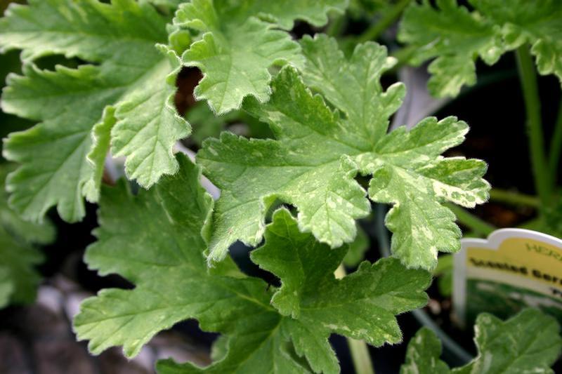 Pelargonium 'Peacock' - Geranium Scented - Cellpack from Hillcrest Nursery