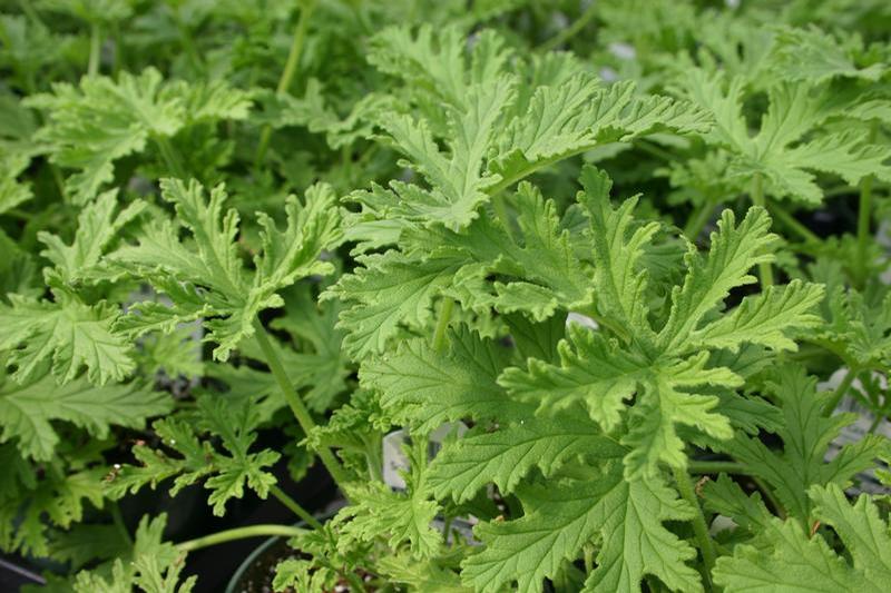 Pelargonium citrosum 'Citrosa' - Geranium Scented - Cellpack from Hillcrest Nursery