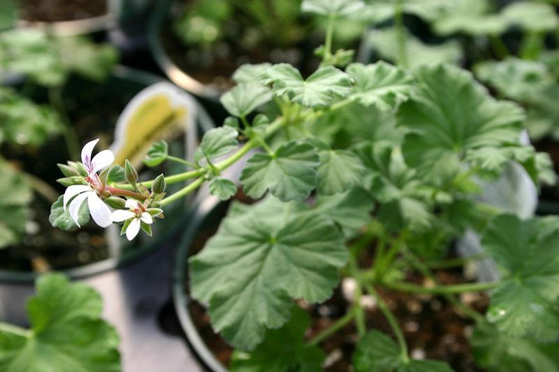 Pelargonium fragrans 'Old Spice' - Geranium Scented - Cellpack from Hillcrest Nursery