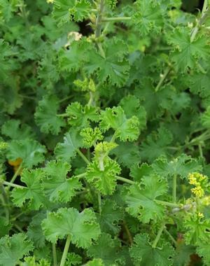 Pelargonium grossularioides 'Gooseberry' - Geranium Scented - Cellpack from Hillcrest Nursery