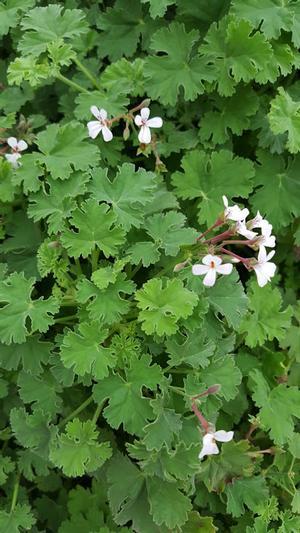 Pelargonium odoratissimum 'Apple' - Geranium Scented - Cellpack from Hillcrest Nursery