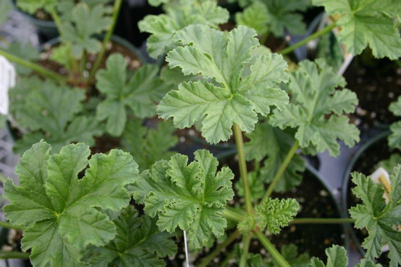 Pelargonium scabrum 'Apricot' - Geranium Scented - Cellpack from Hillcrest Nursery