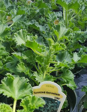 Pelargonium x nervosum 'Lime' - Geranium Scented - Cellpack from Hillcrest Nursery