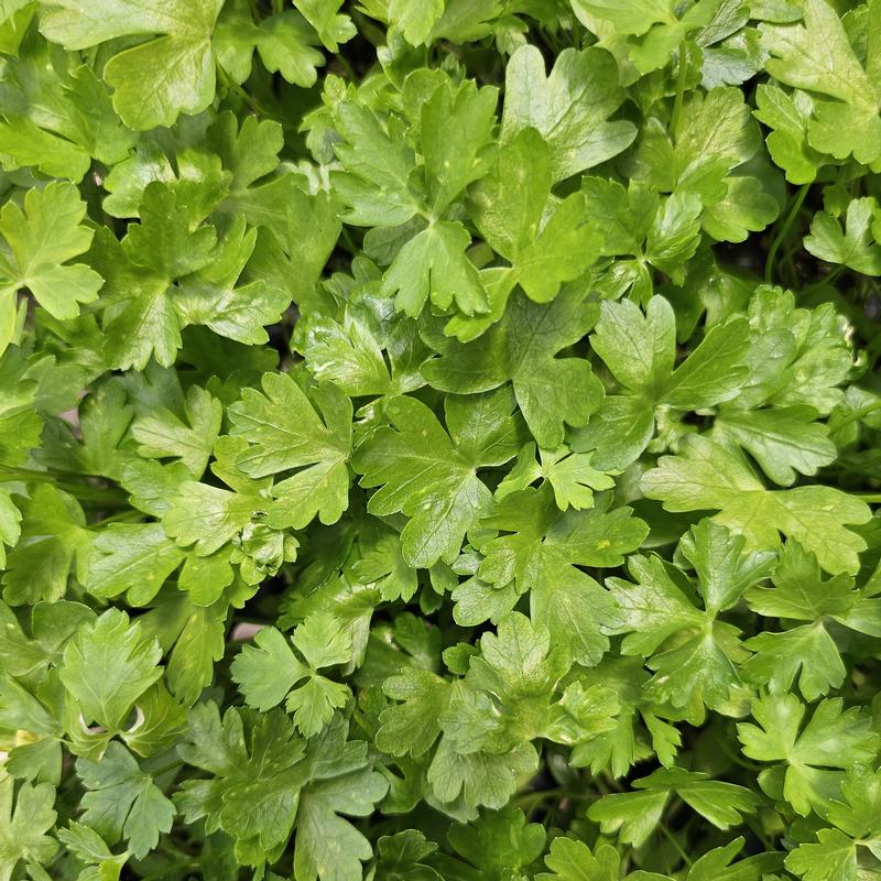 Petroselinum crispum var. neapolitanum 'Plain' - Parsley - Cellpack from Hillcrest Nursery